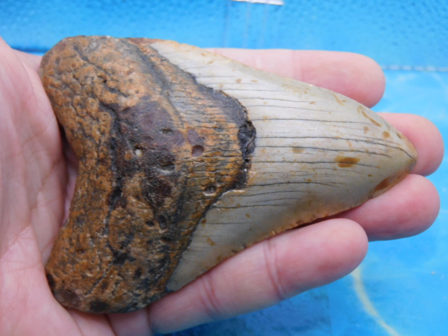 4.33 inch Brown Megalodon Tooth , Pretty Colors