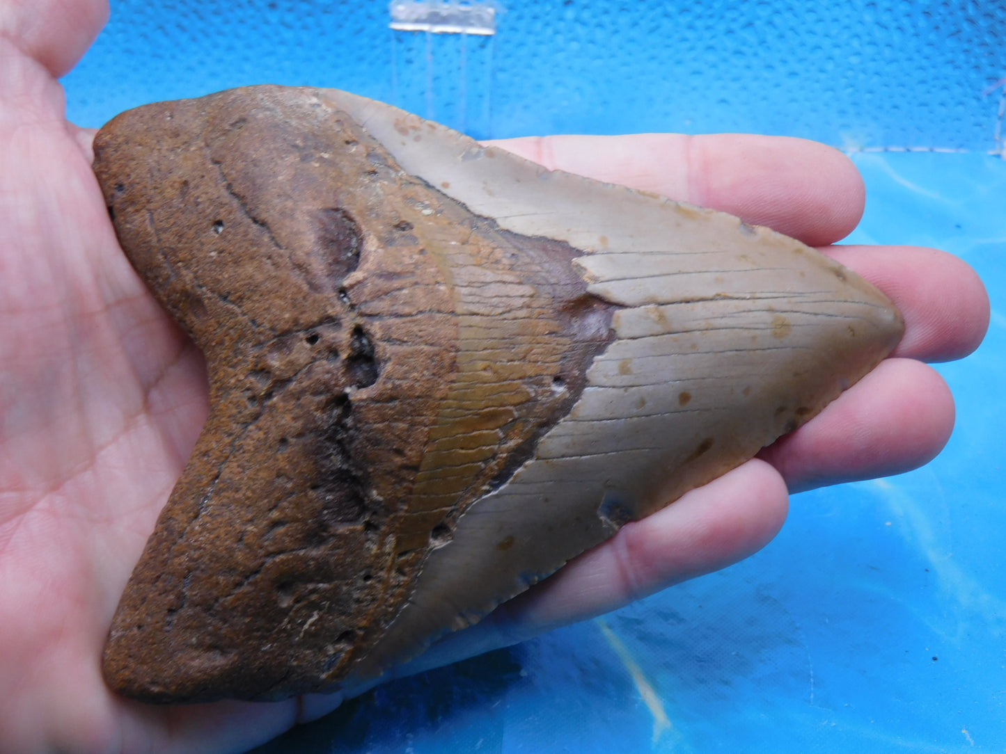 5.2 inch HUGE Megalodon Tooth