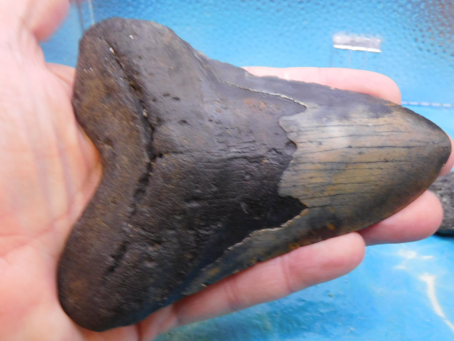 5.37 in MEG
