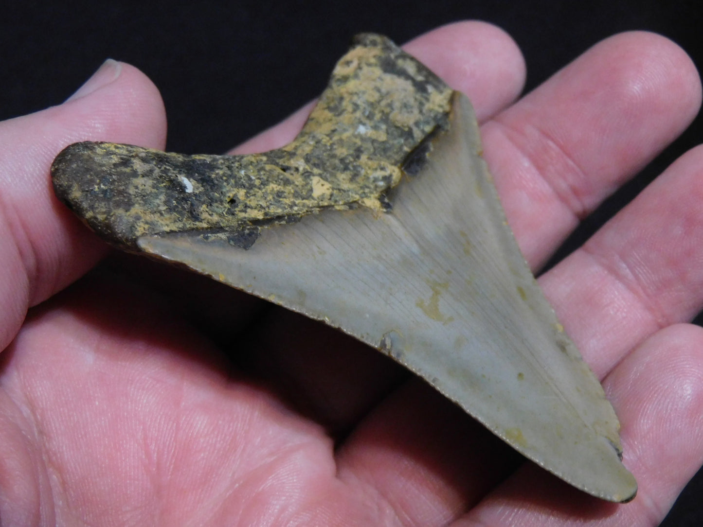 3.1  inch Megalodon Tooth