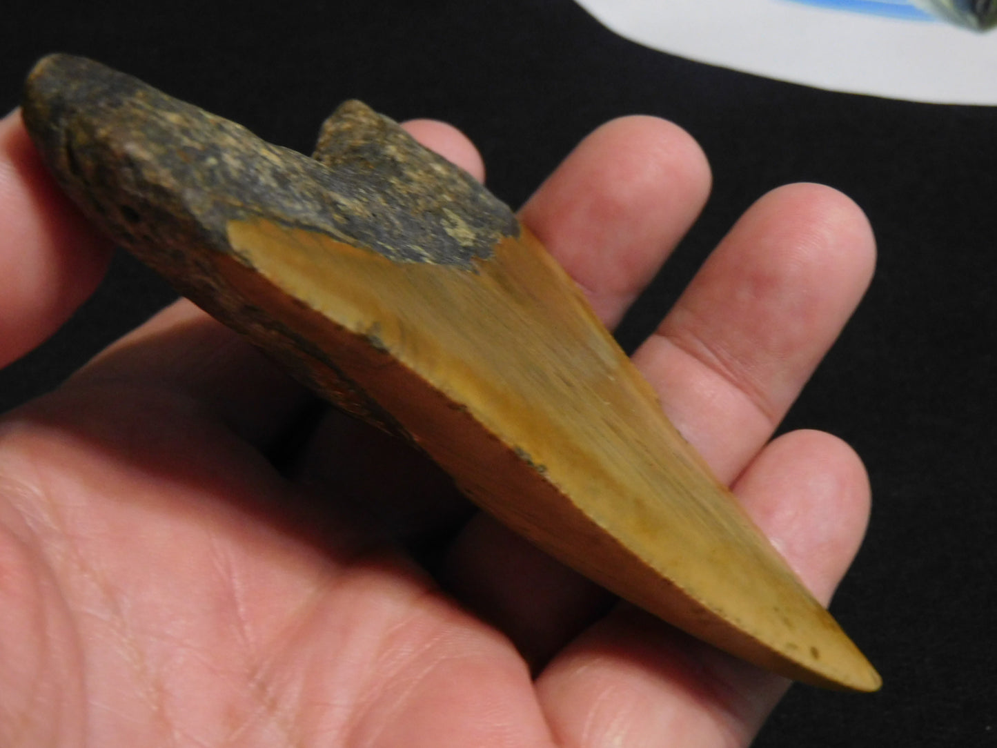 4  inch Megalodon Tooth