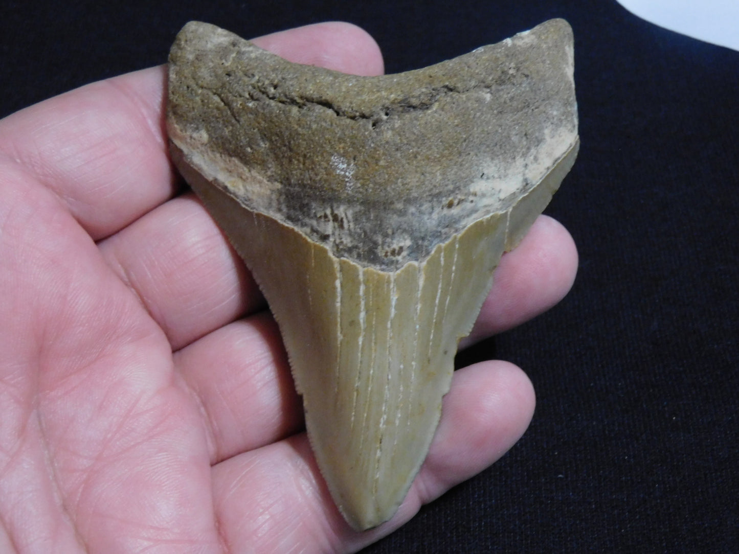 3.8  inch Megalodon Tooth