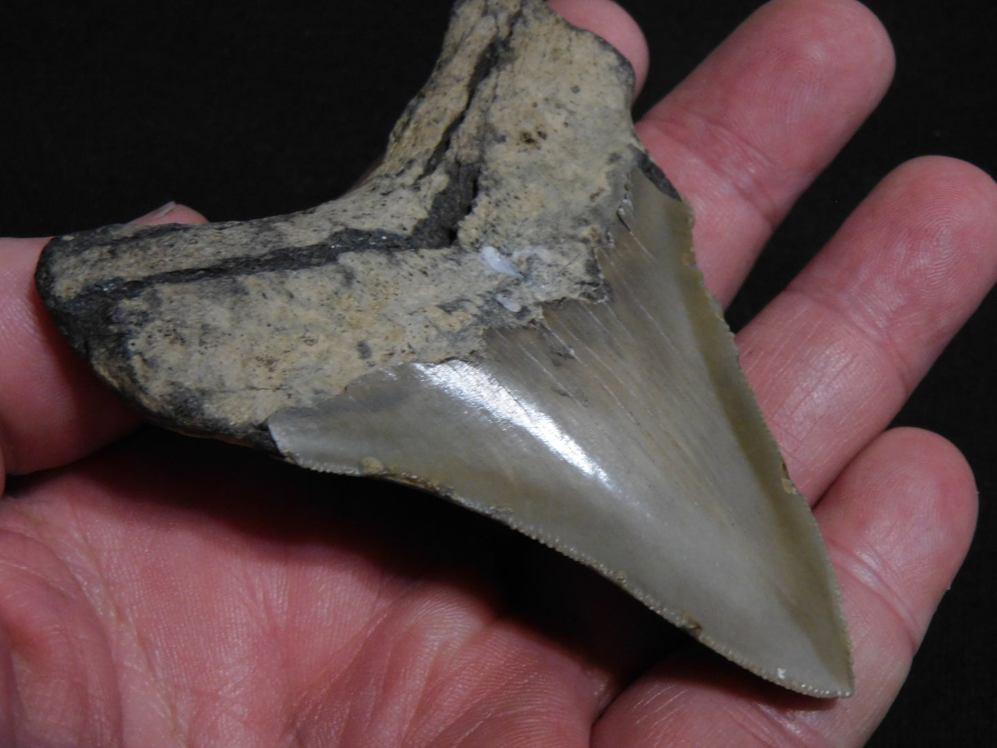 3.5  inch Megalodon Tooth