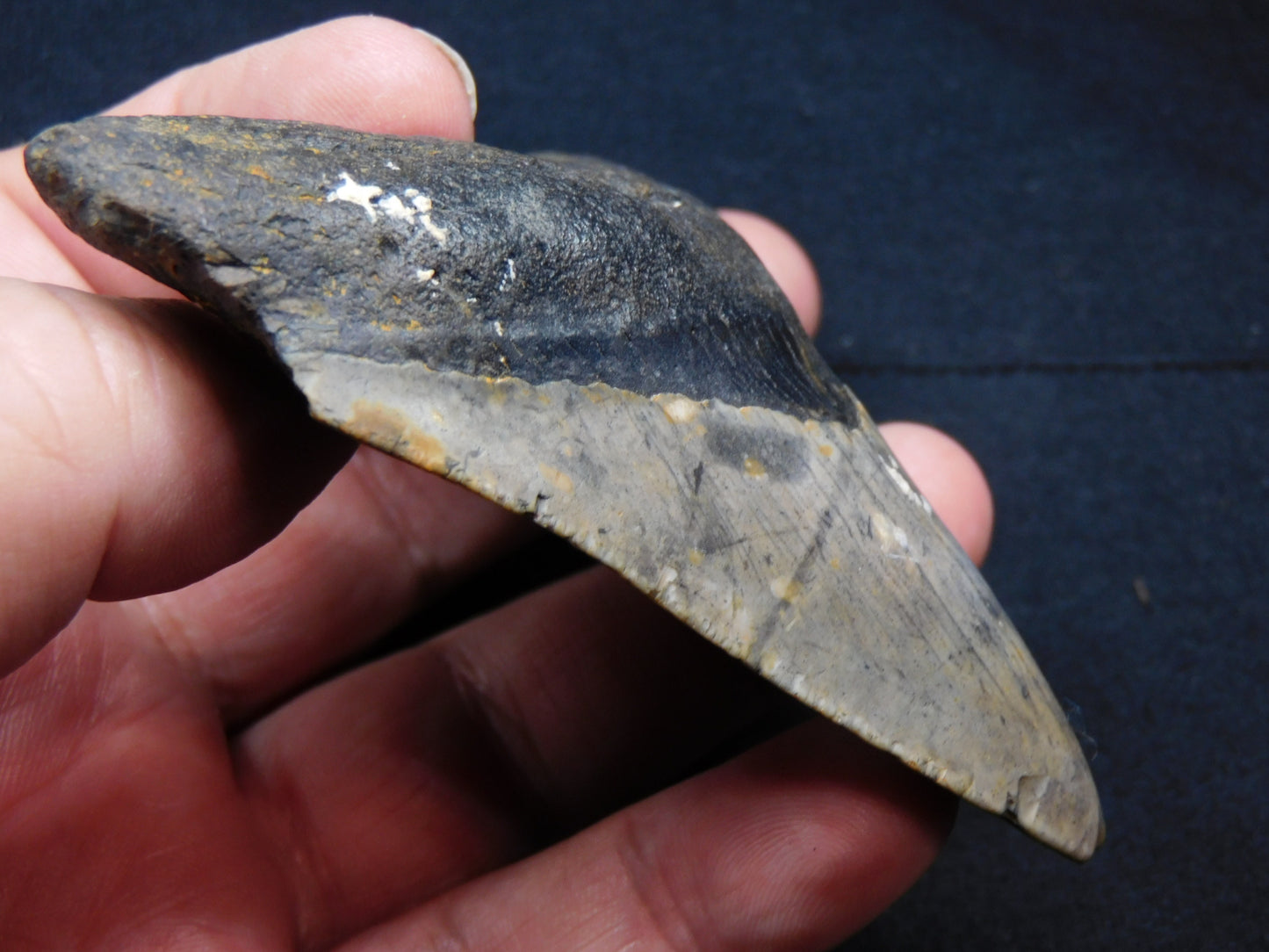 3.8  inch Megalodon Tooth