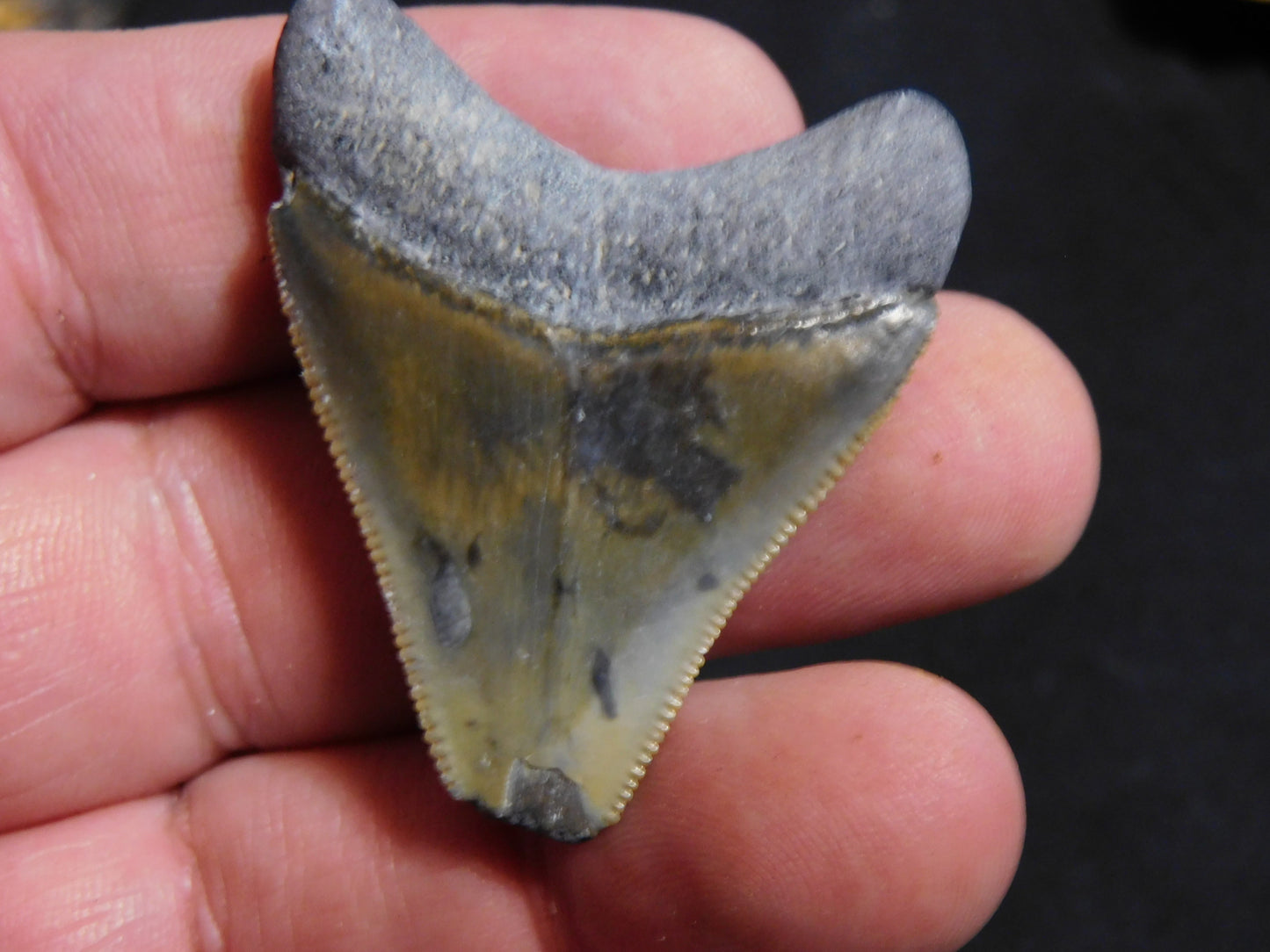 1.7  inch Bone Valley Megalodon Tooth