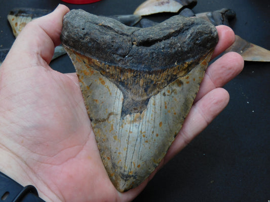 5.4 inch Megalodon Tooth