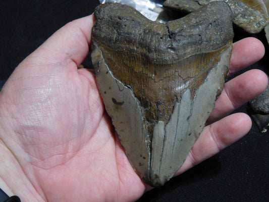 5.5 inch Megalodon Tooth