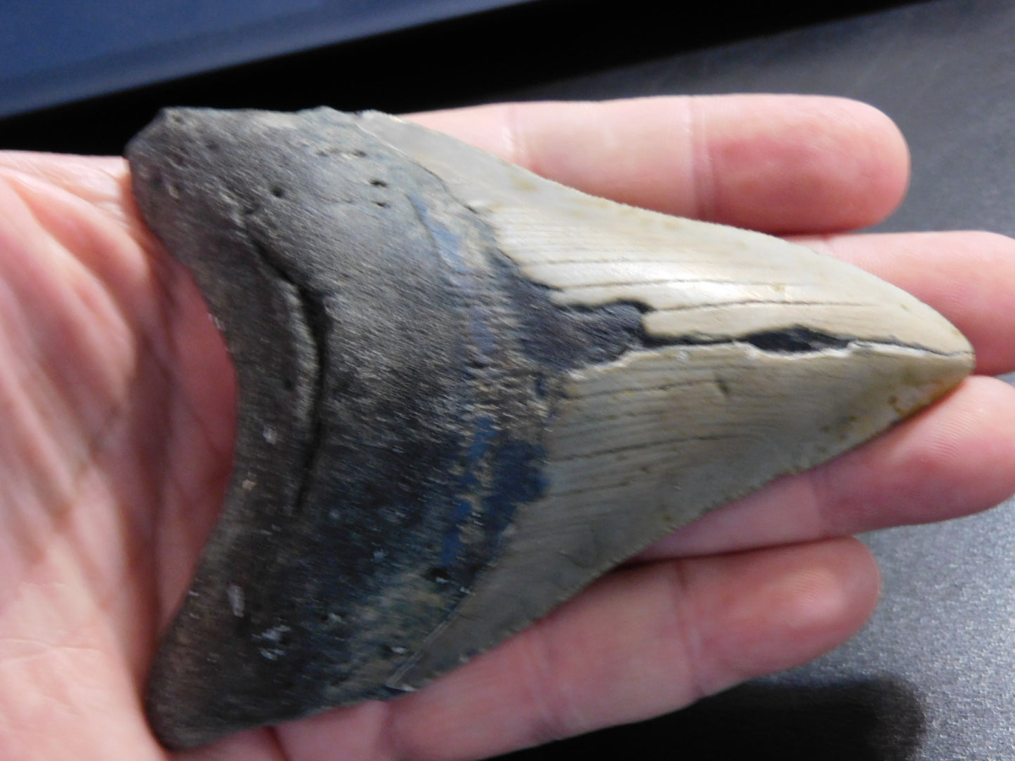 4.4 inch Megalodon Tooth