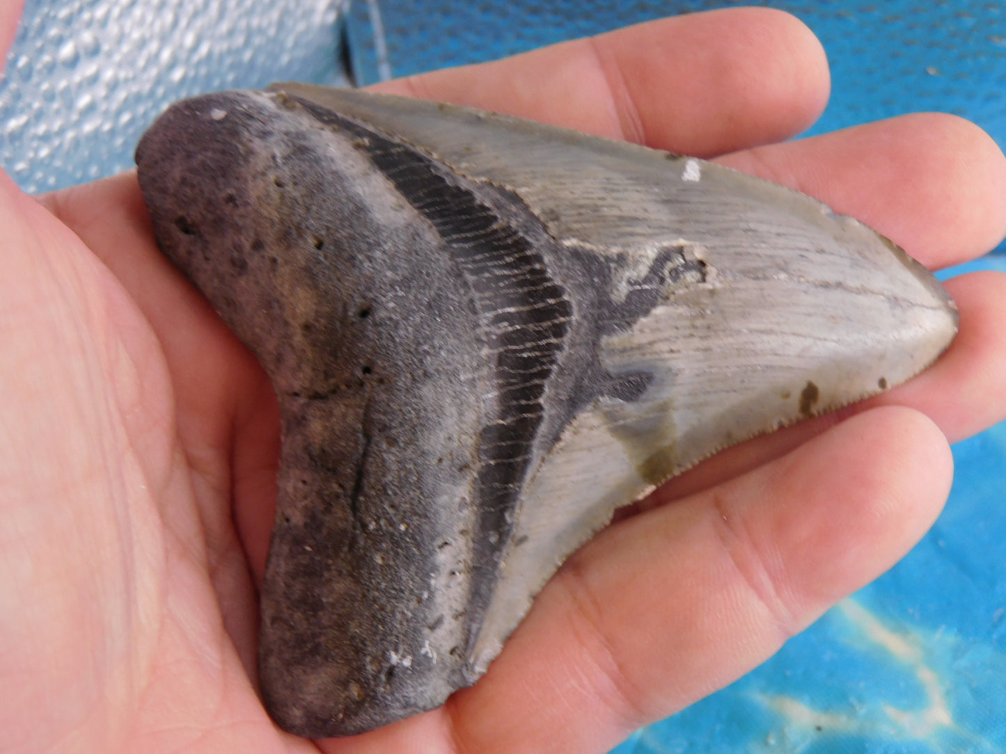 3.77 inch Megalodon Tooth