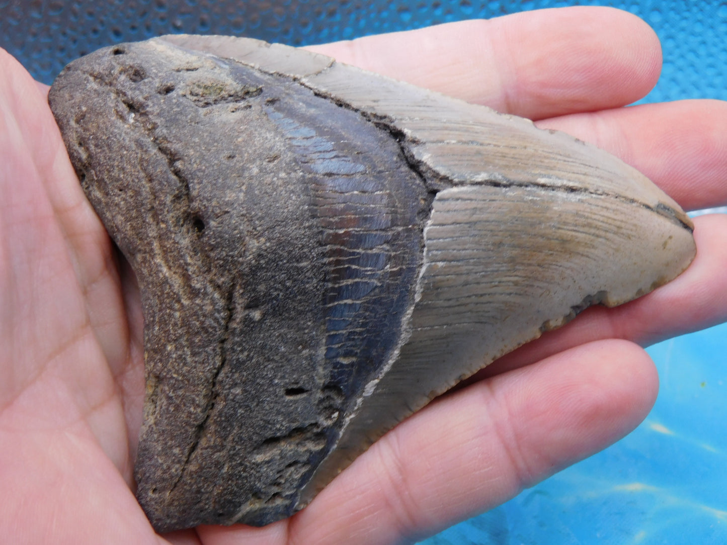 4.1 inch Megalodon Tooth
