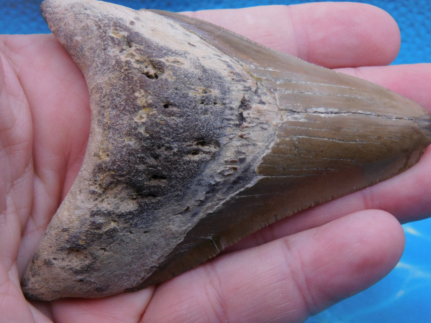 3.88 inch Megalodon Tooth