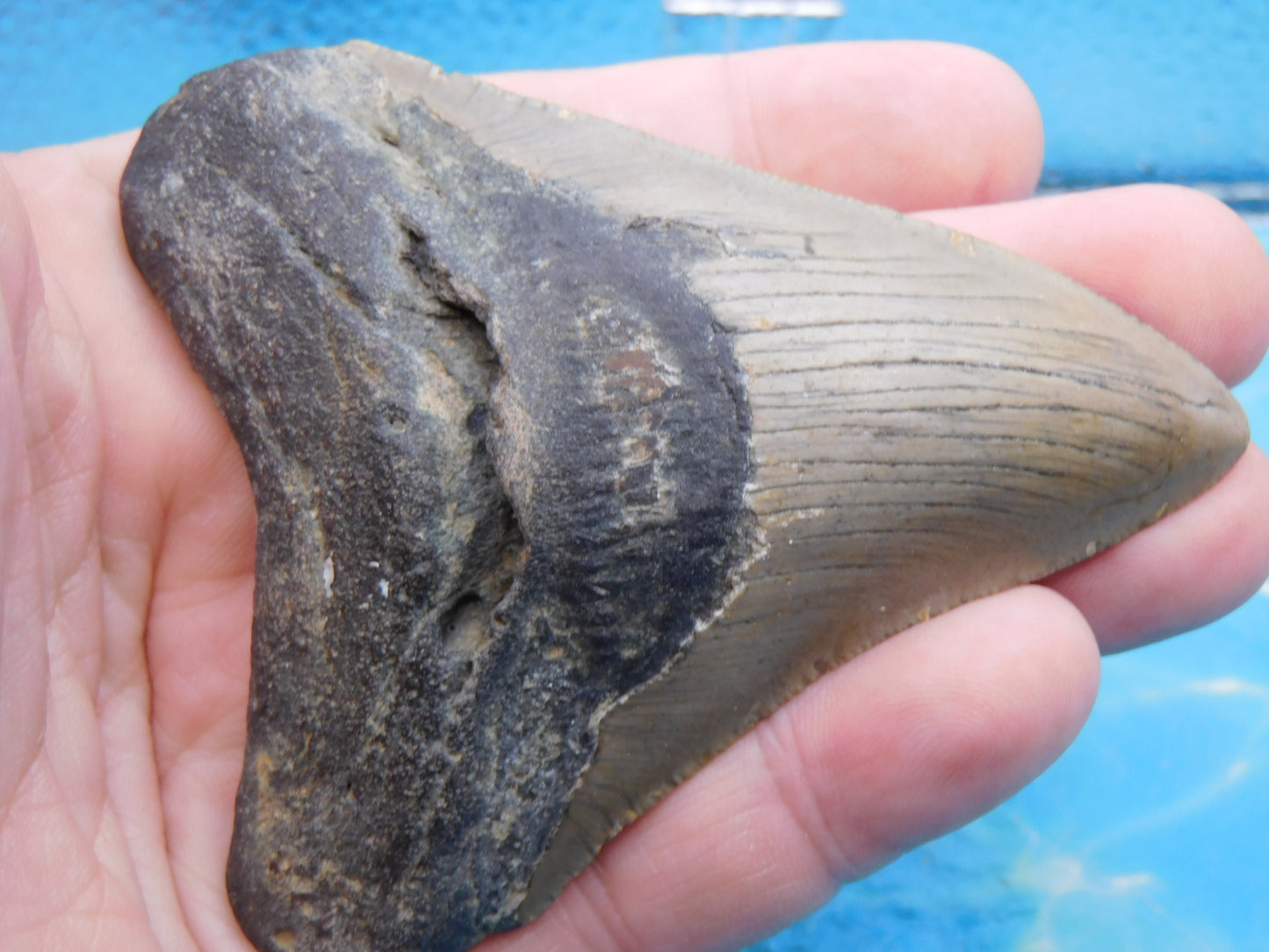 3.7 inch Megalodon Tooth