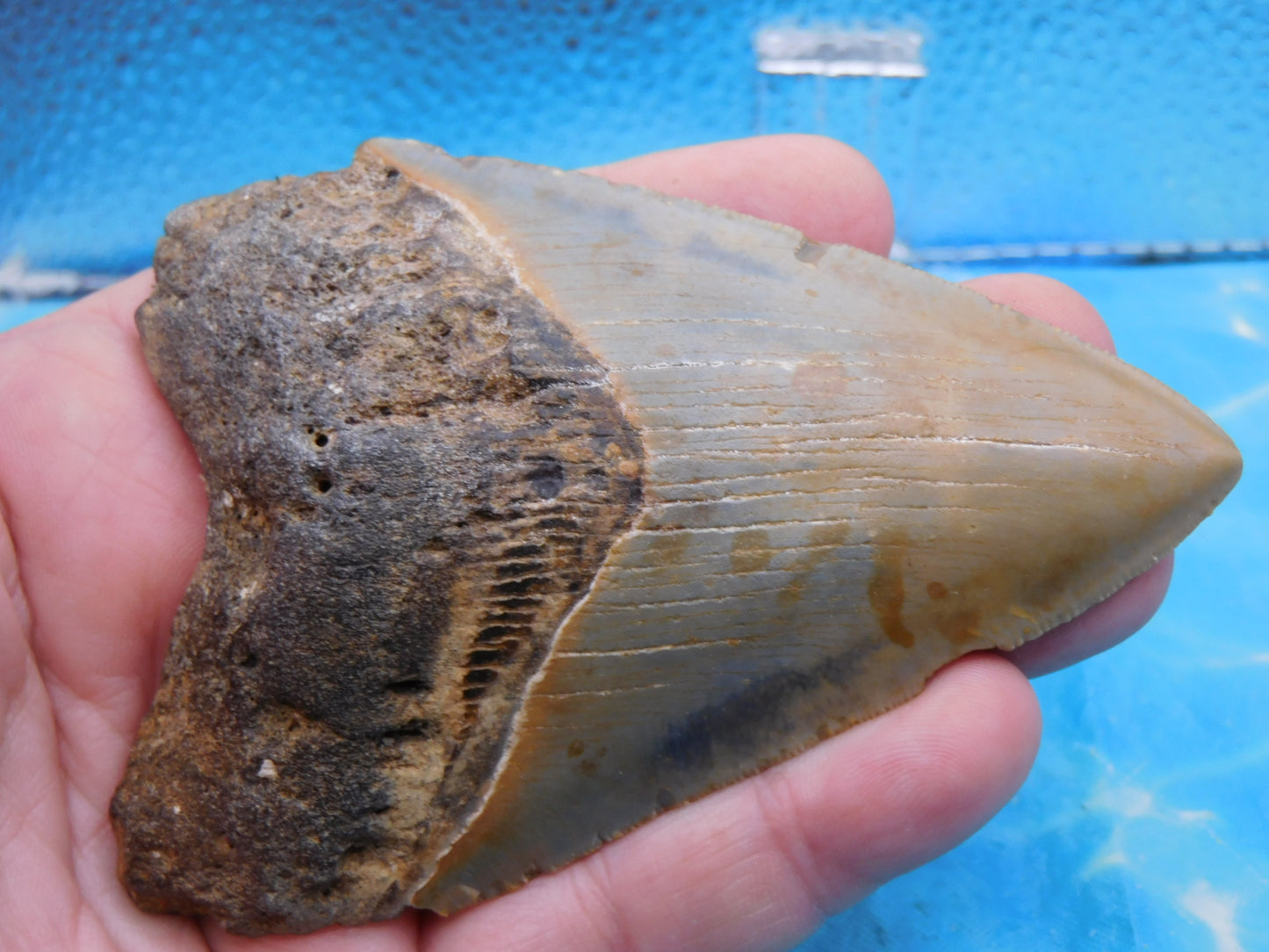 4.1 inch Megalodon Tooth