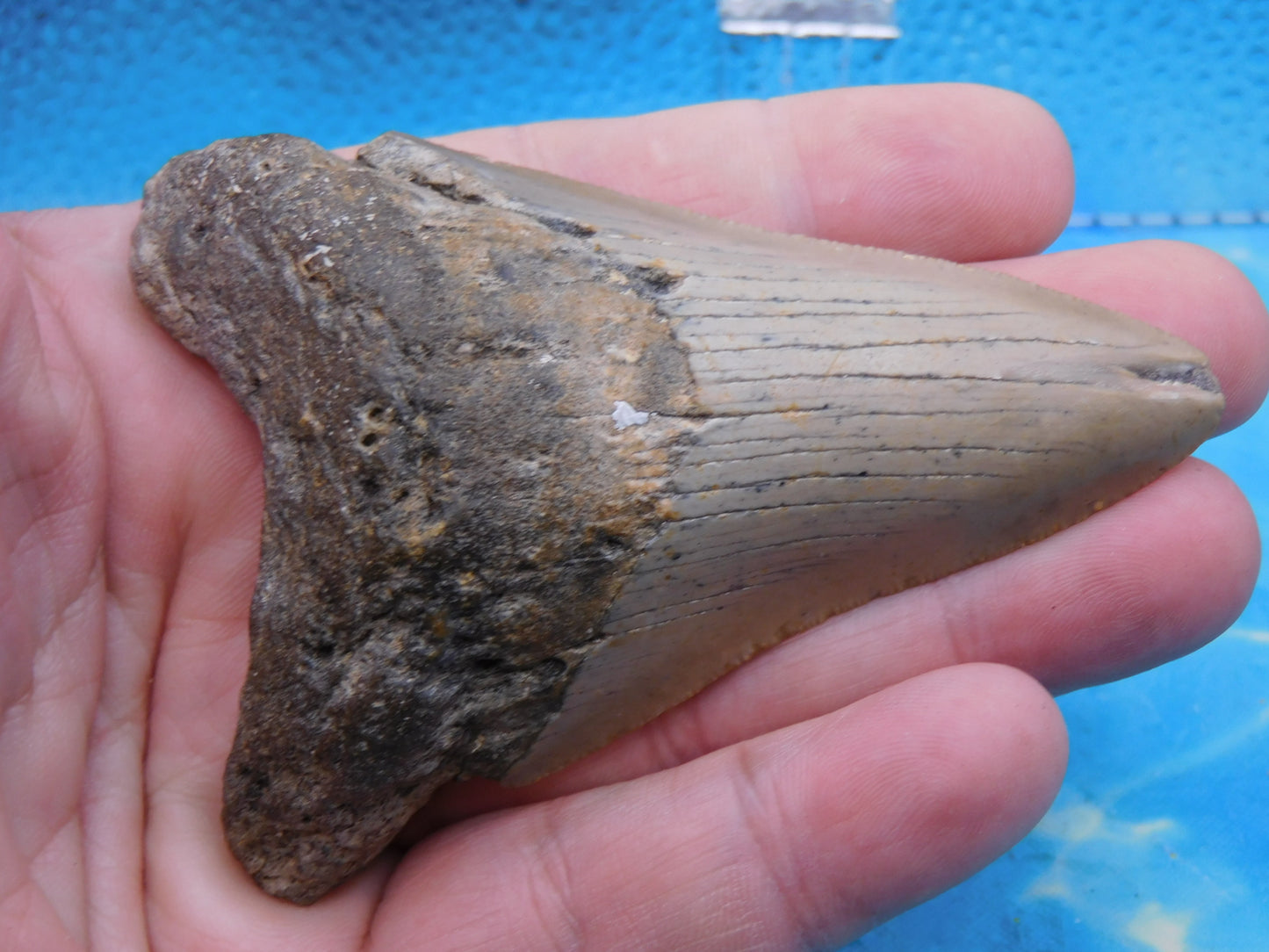 3.6 inch Megalodon Tooth