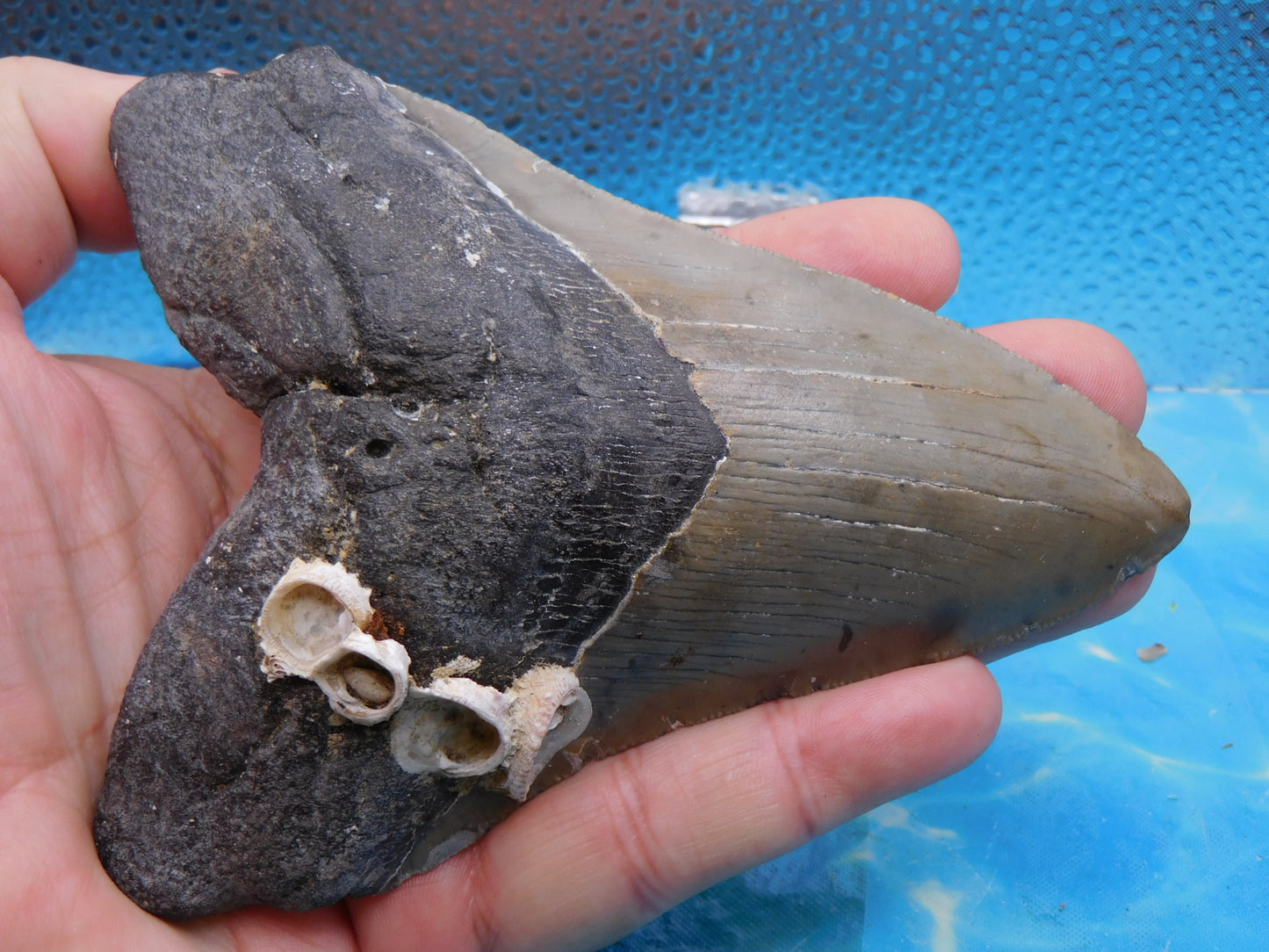 5.5 in MEG