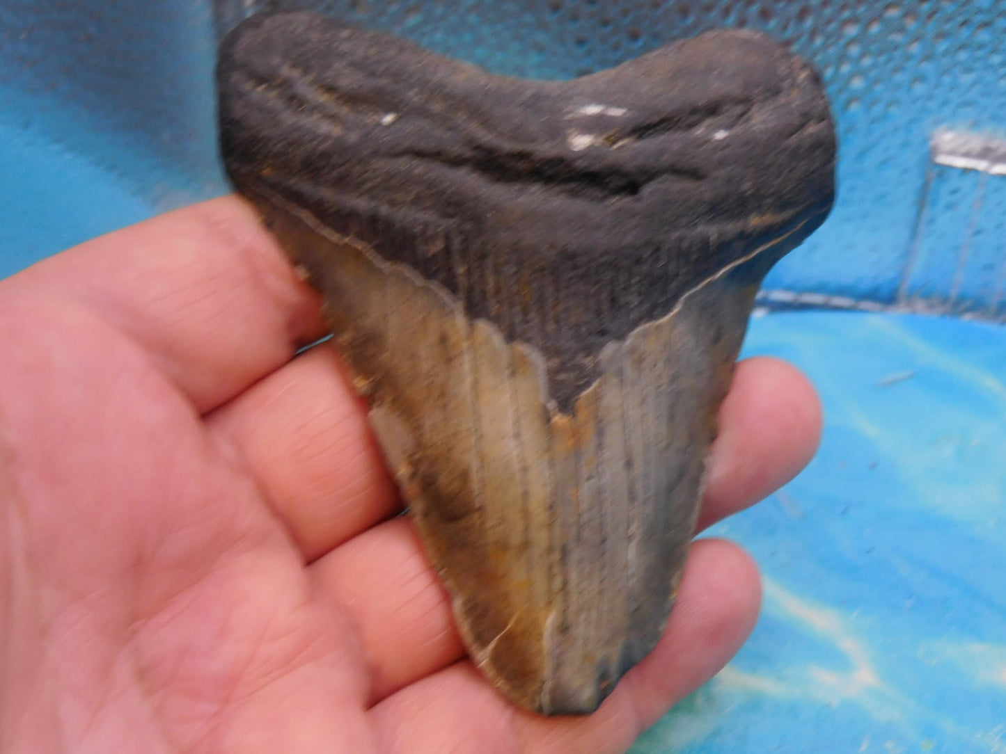 4.1 in MEG
