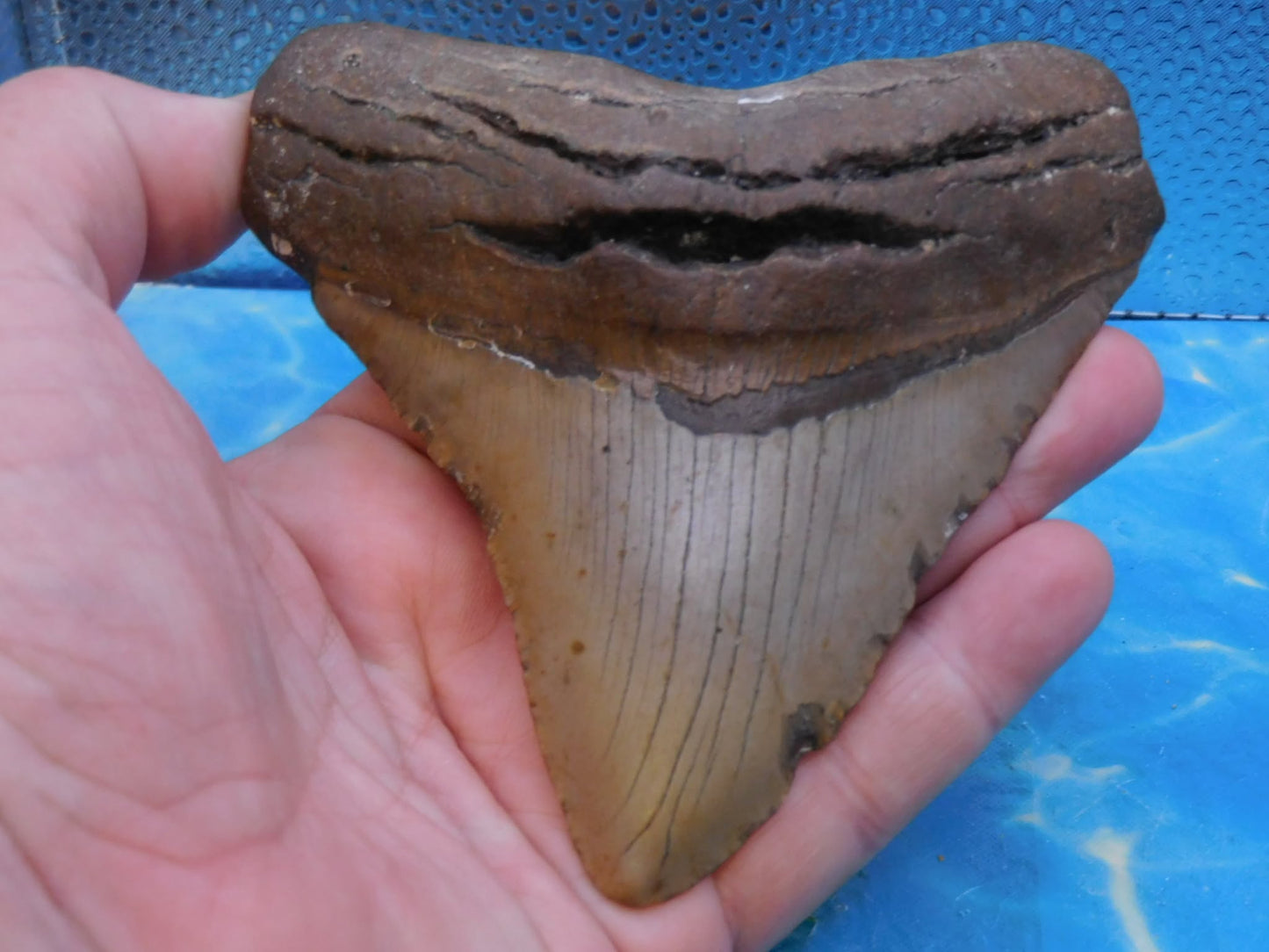 4.9 in Wide MEG