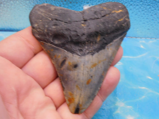 3.85 in MEG