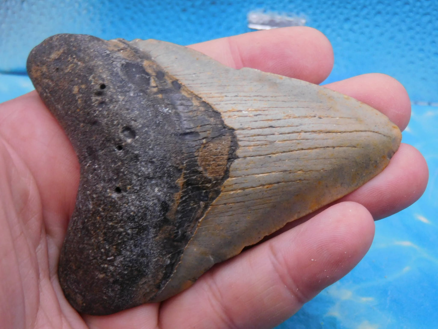 3.9 in MEG
