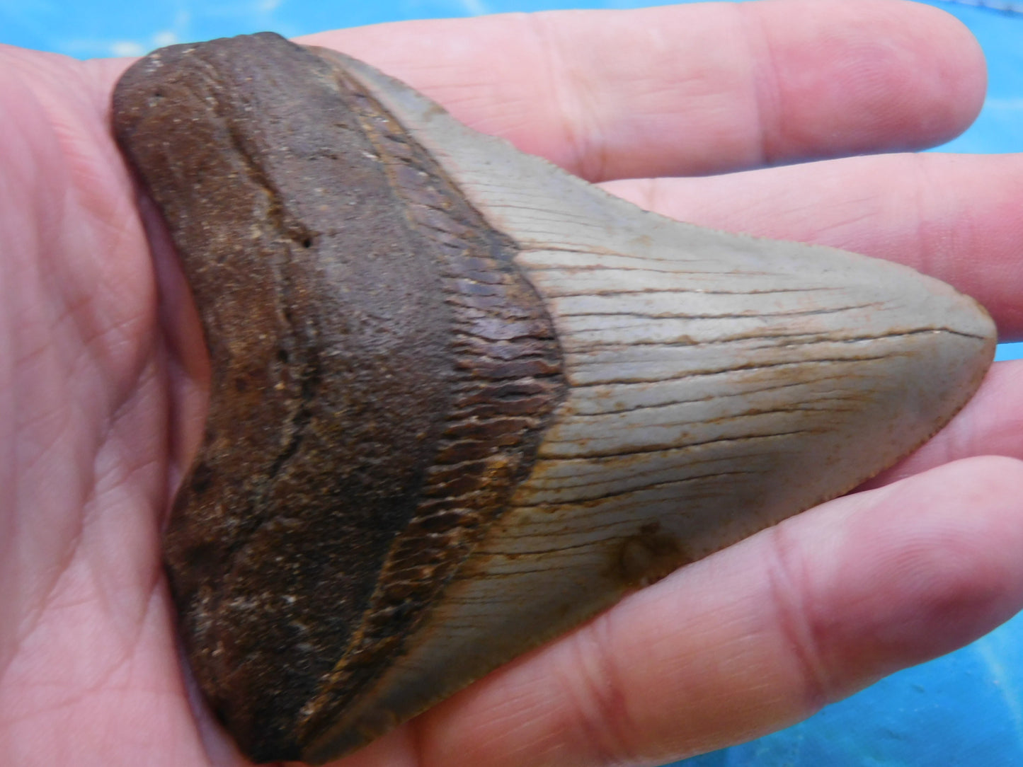 3.3 in MEG