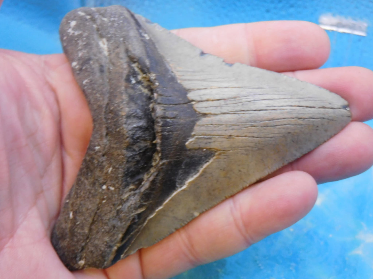 4.2 in MEG