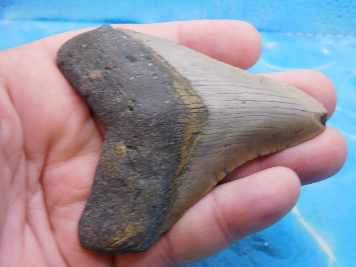3.4  inch Megalodon Tooth