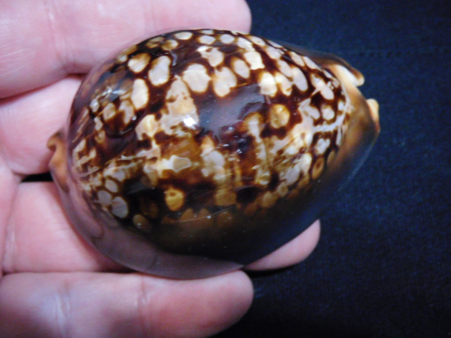 3 in Morning Cowrie