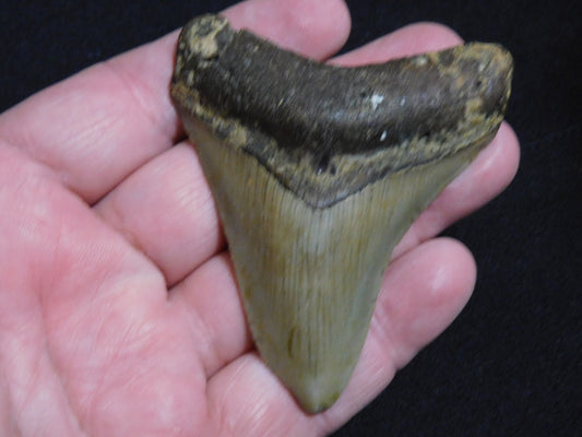 3.1  inch Megalodon Tooth