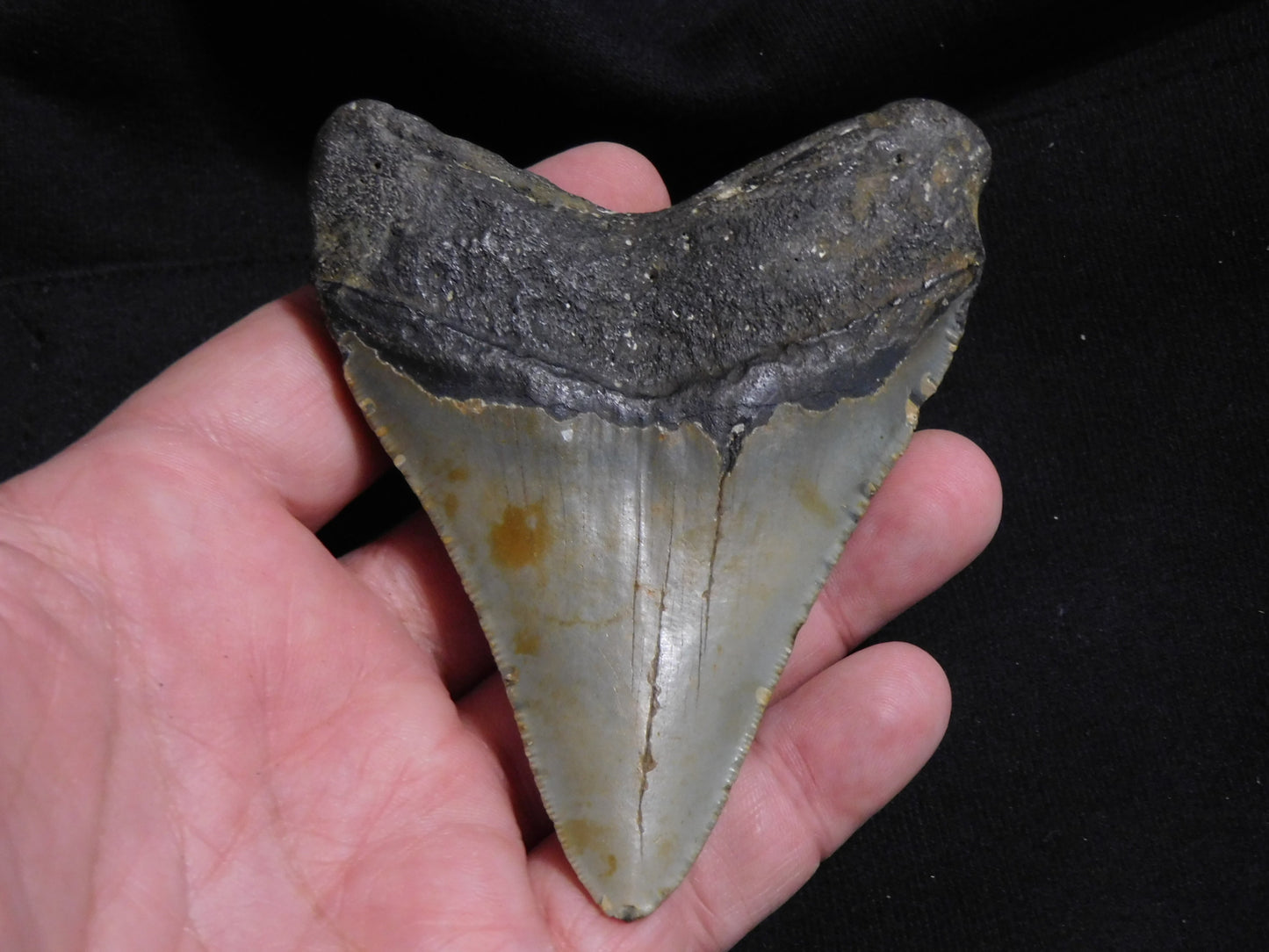 4.1  inch Megalodon Tooth