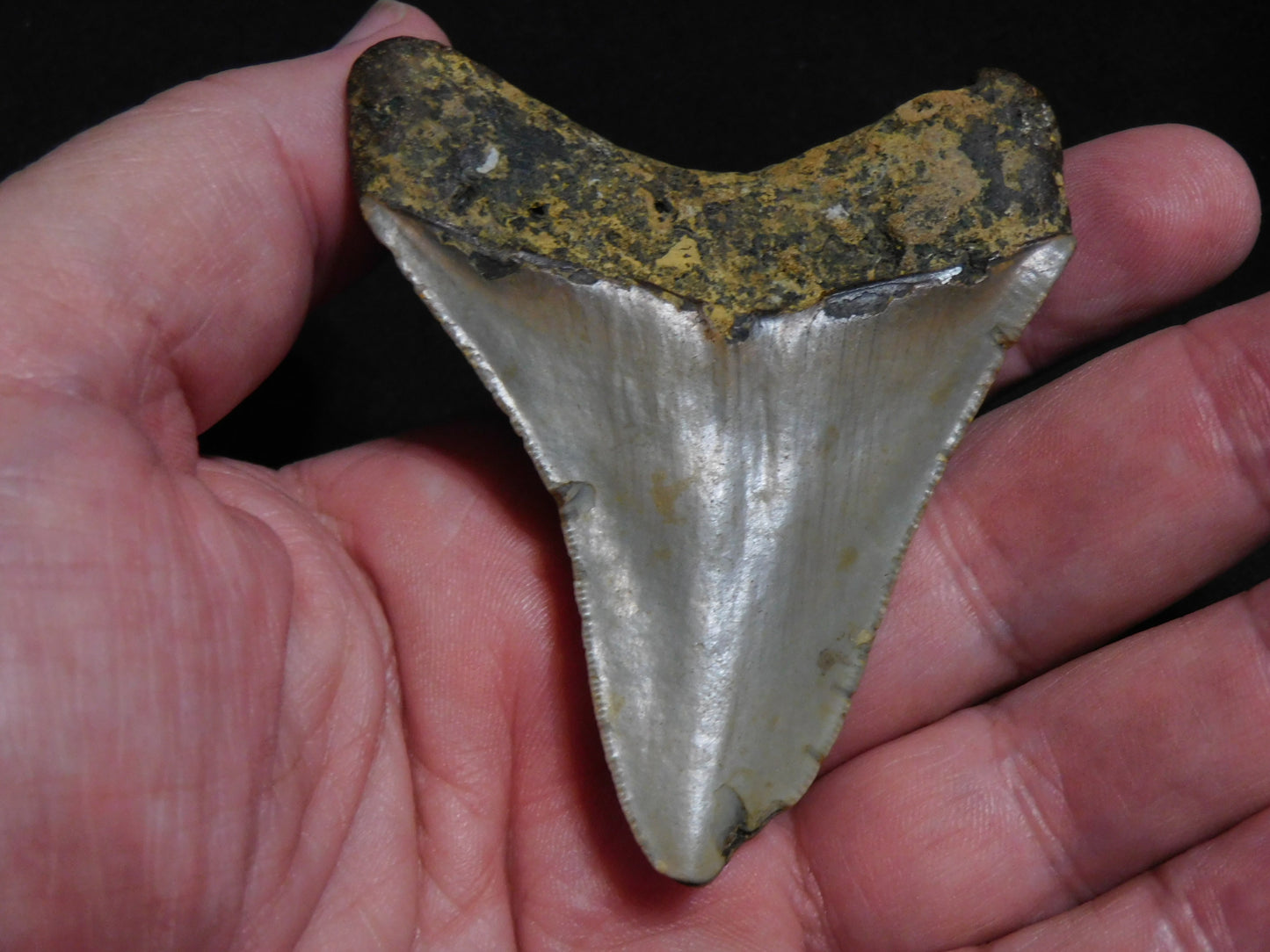 3.1  inch Megalodon Tooth