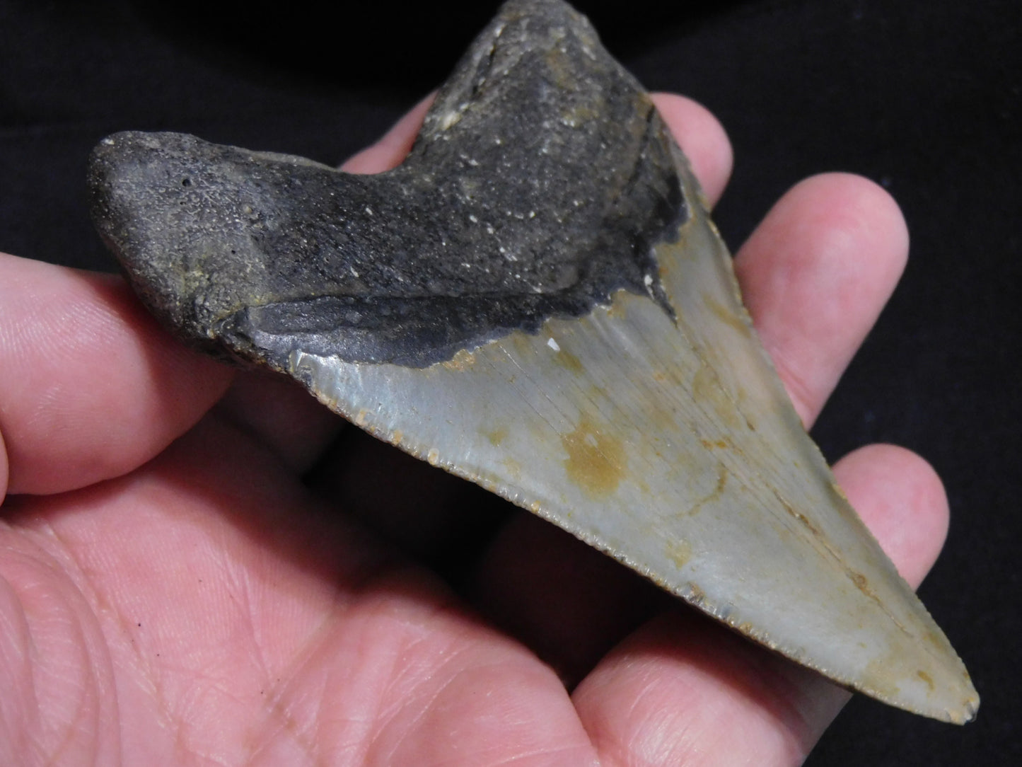 4.1  inch Megalodon Tooth