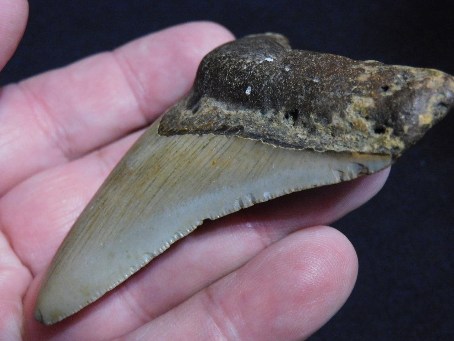 3.1  inch Megalodon Tooth