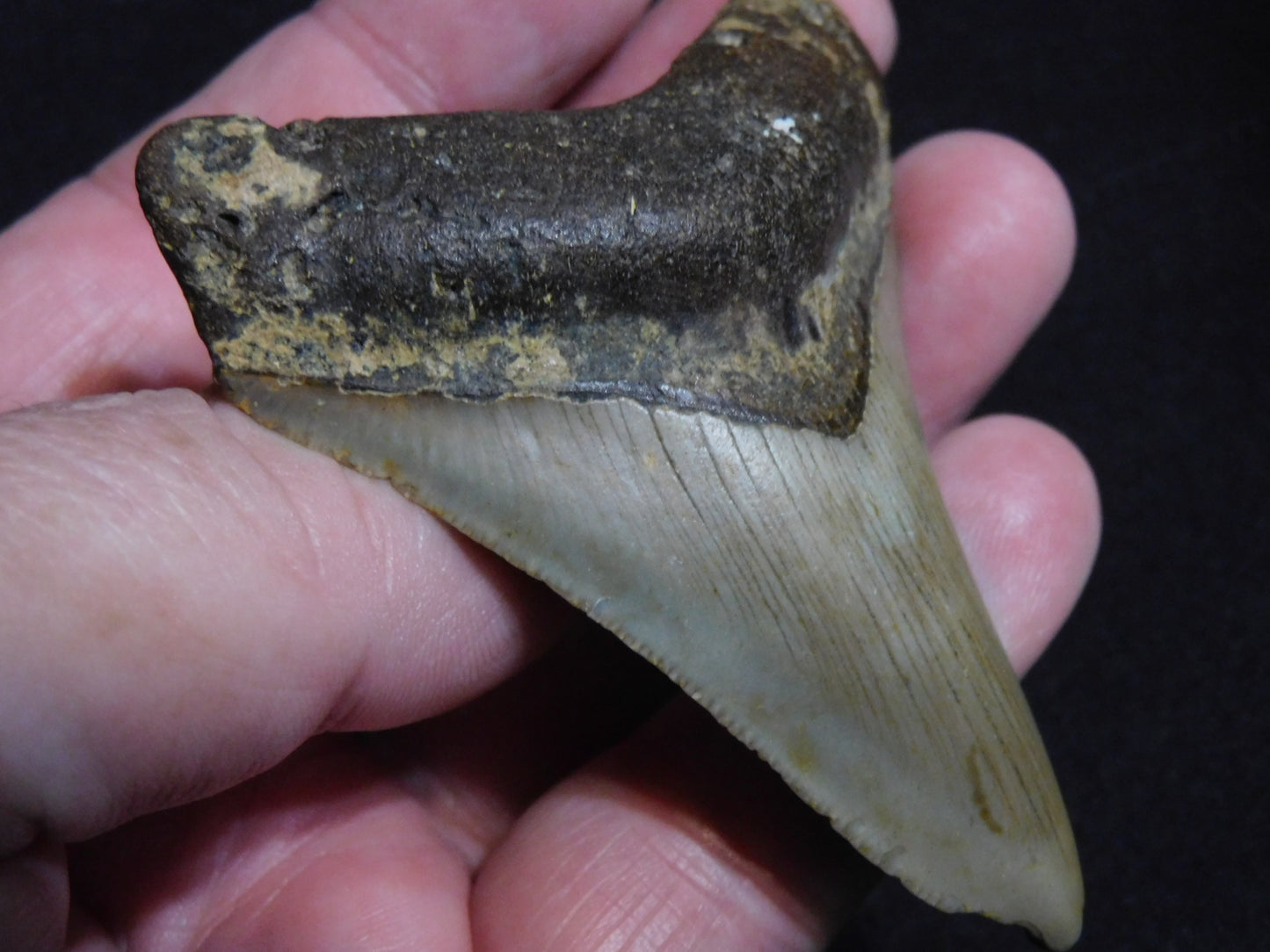 3.1  inch Megalodon Tooth