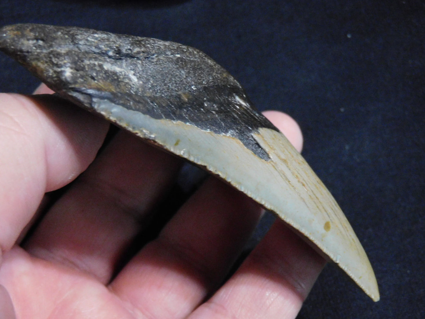 4.1  inch Megalodon Tooth