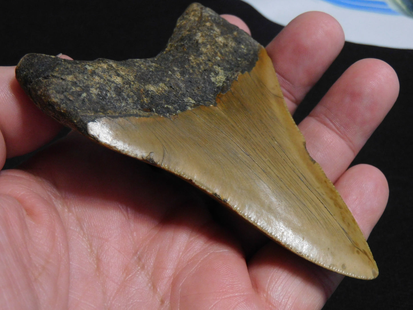 4  inch Megalodon Tooth