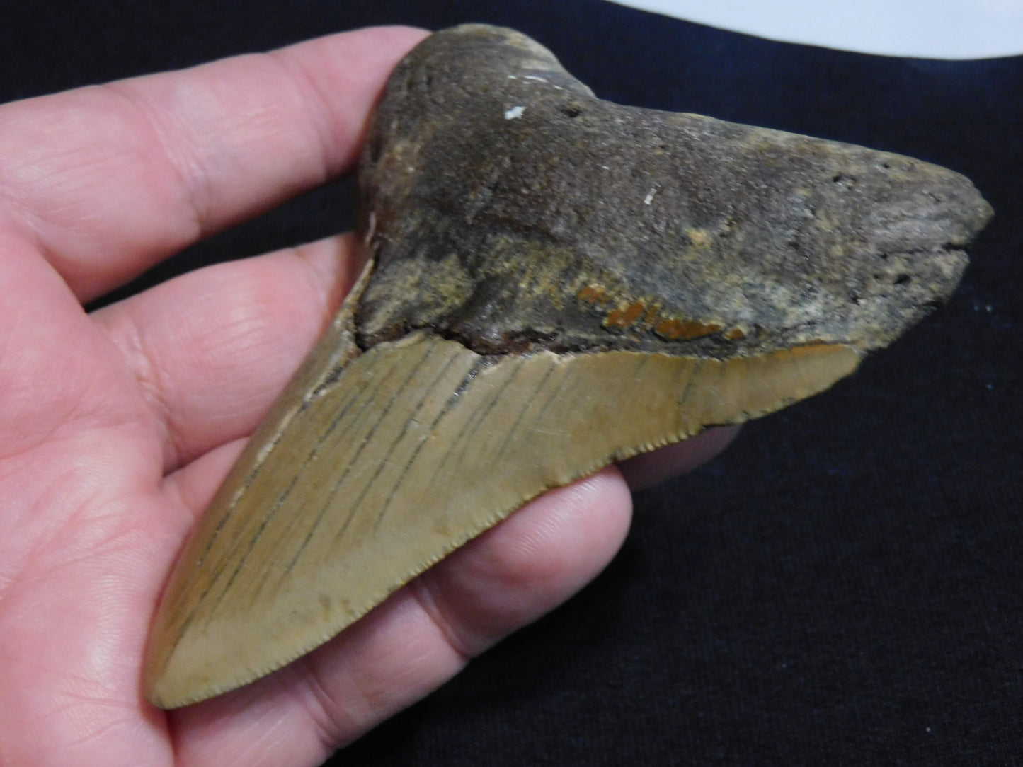 4  inch Megalodon Tooth