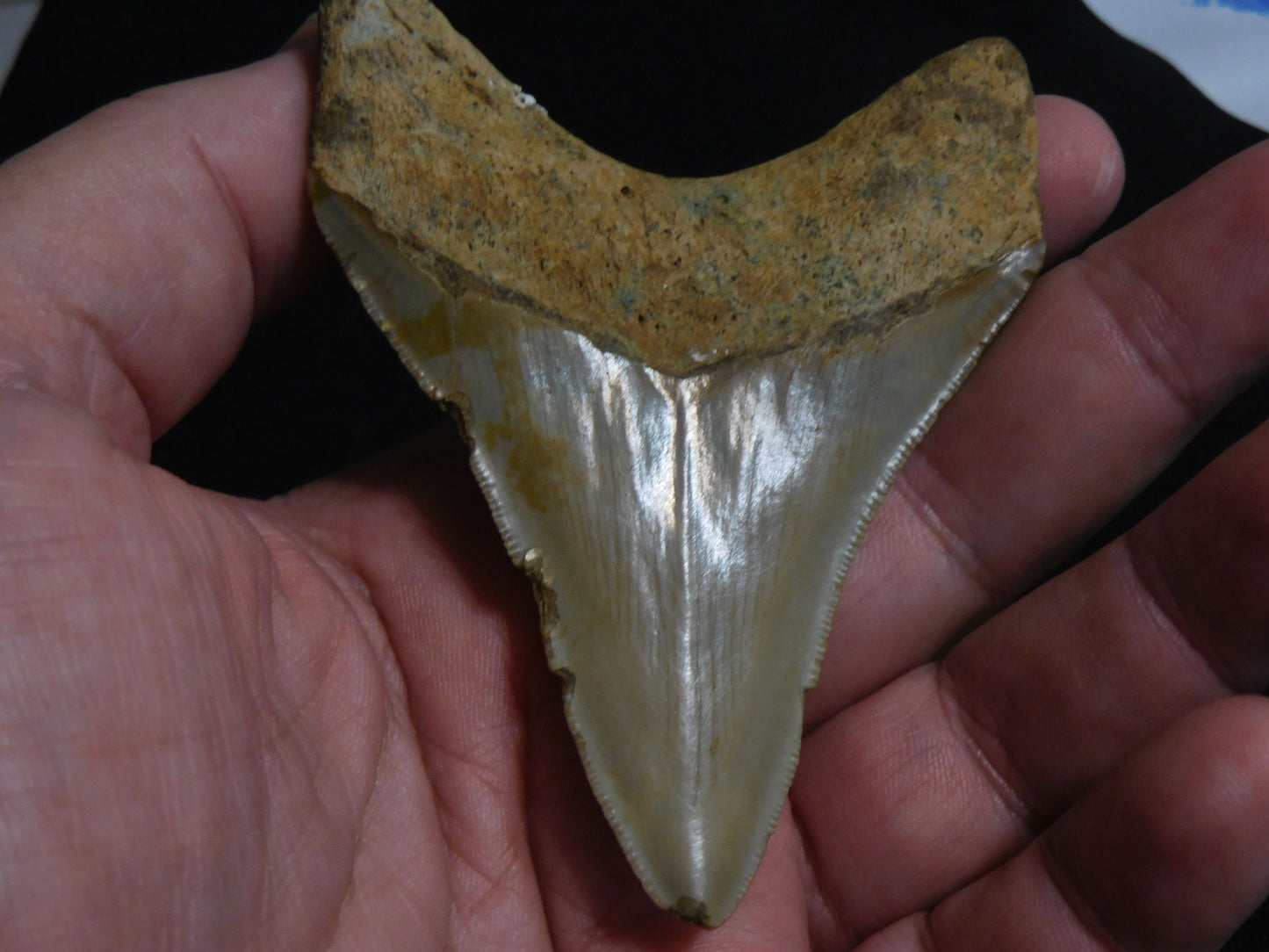 3.8  inch Megalodon Tooth