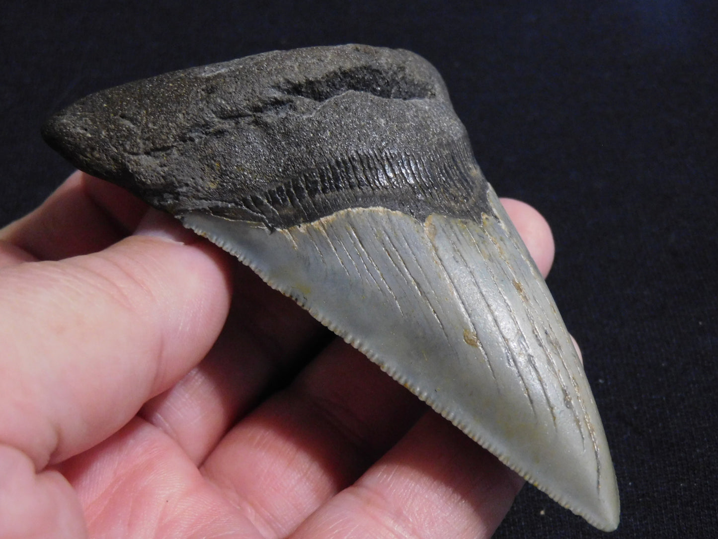 3.9  inch Megalodon Tooth