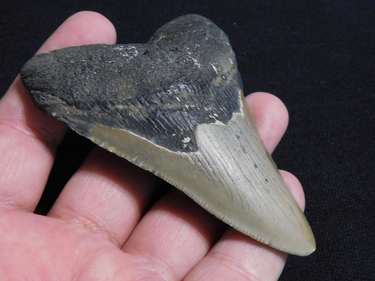 3.9 inch Megalodon Tooth