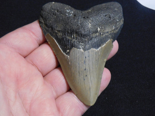 3.9 inch Megalodon Tooth