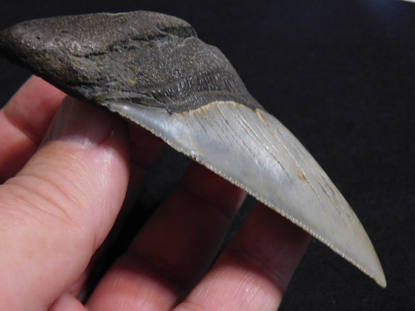 3.9  inch Megalodon Tooth