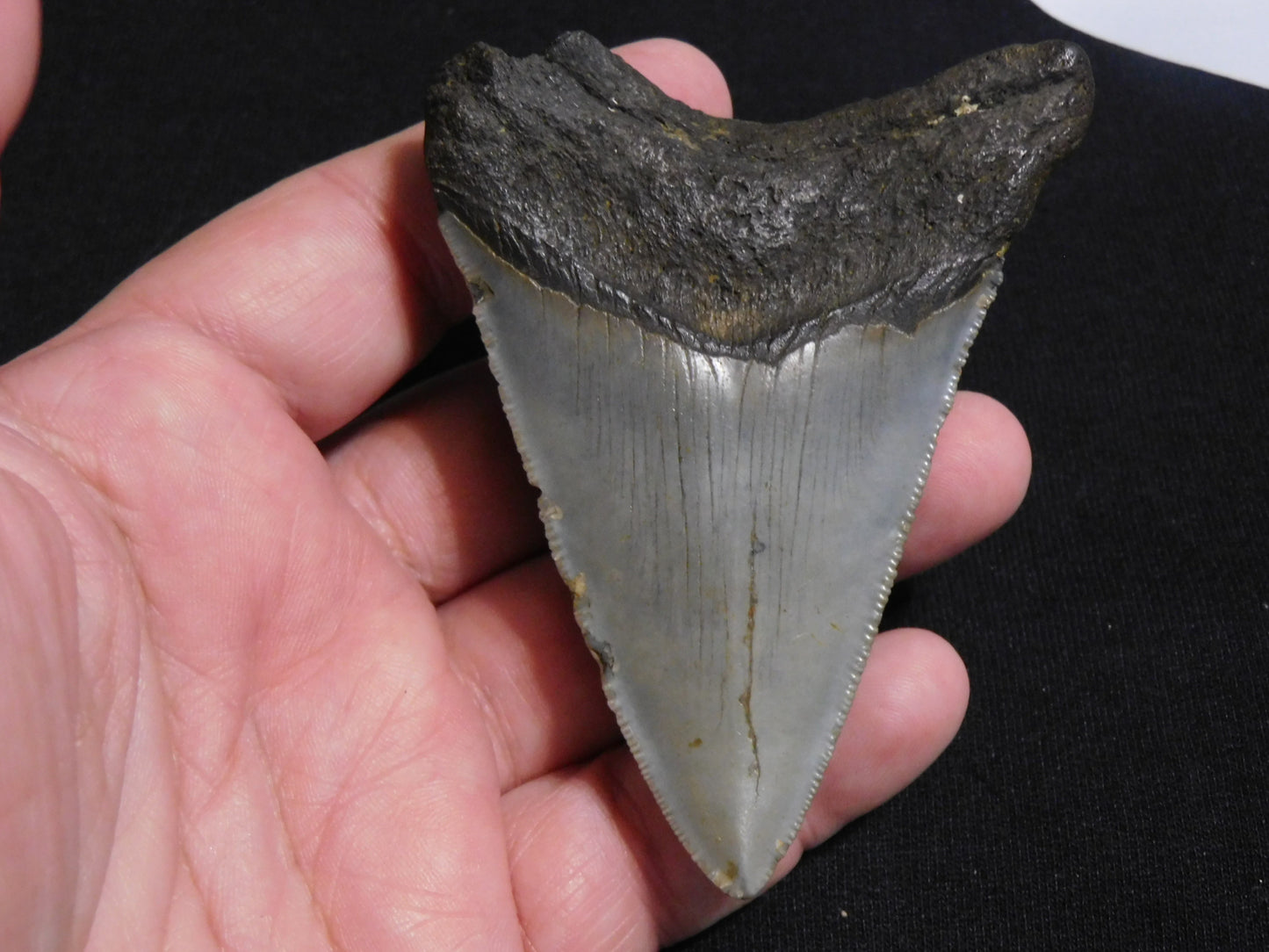 3.9  inch Megalodon Tooth