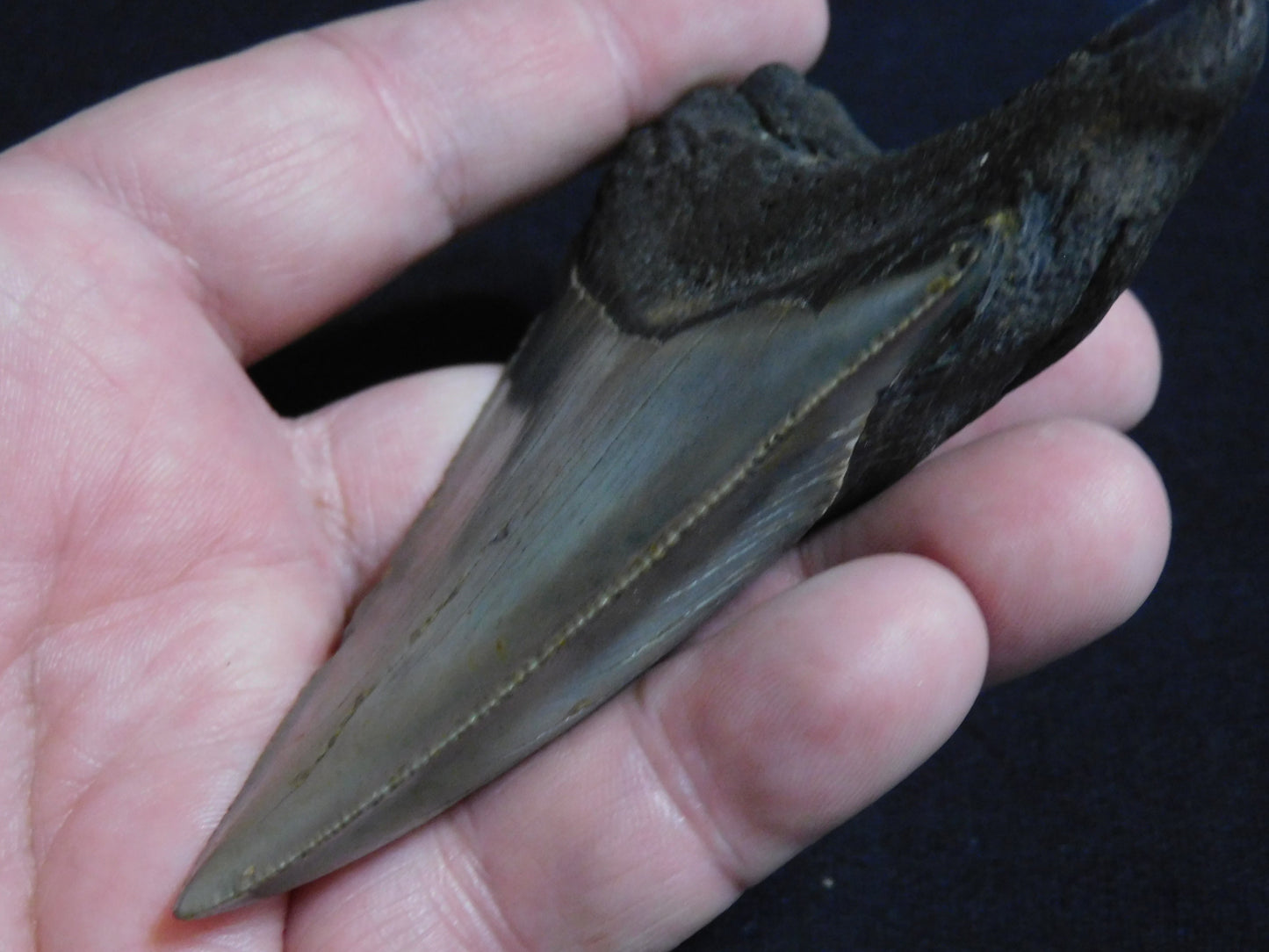 3.9  inch Megalodon Tooth