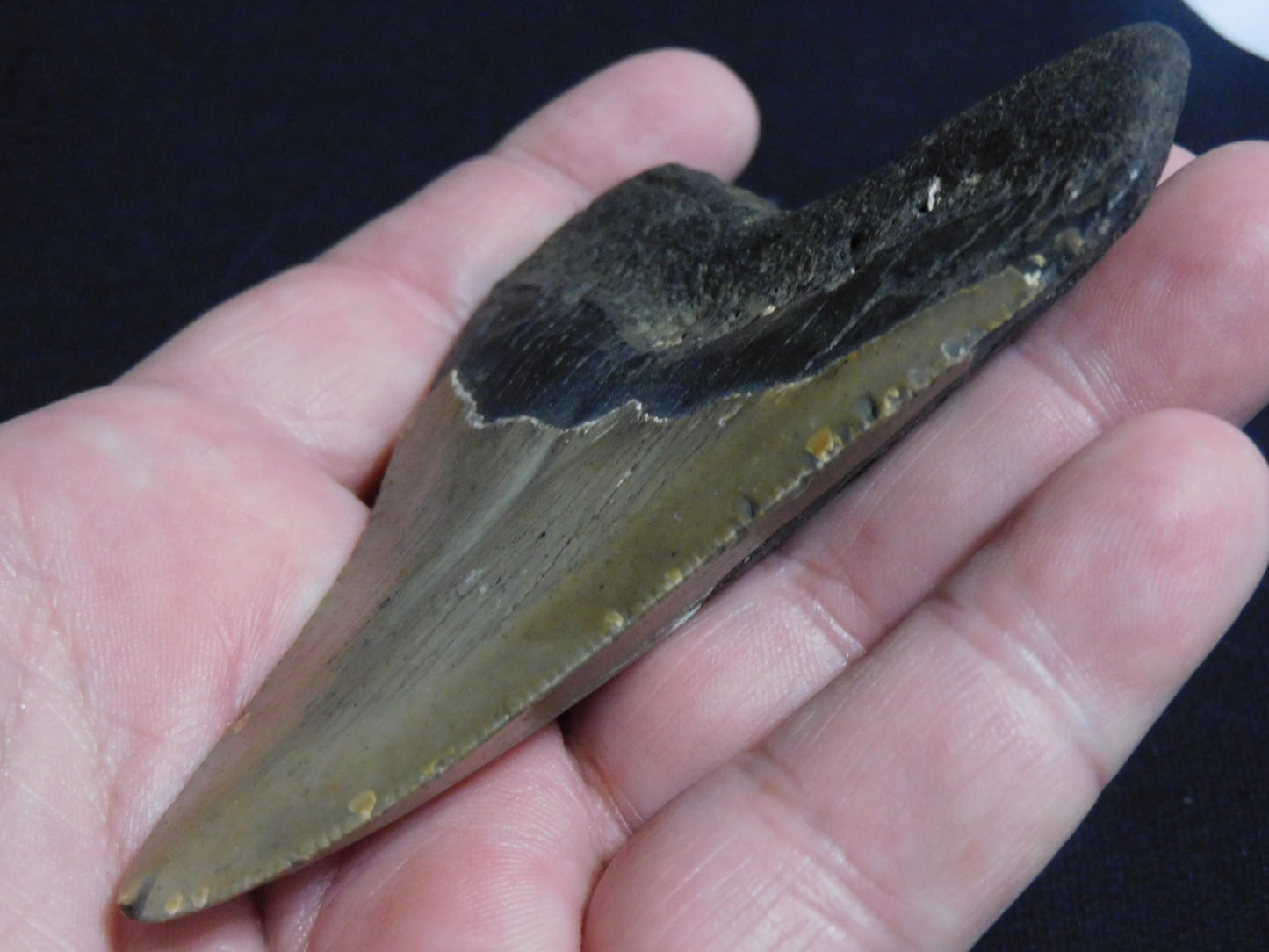 3.9 inch Megalodon Tooth