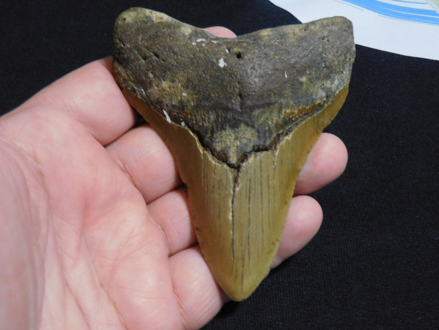 4  inch Megalodon Tooth