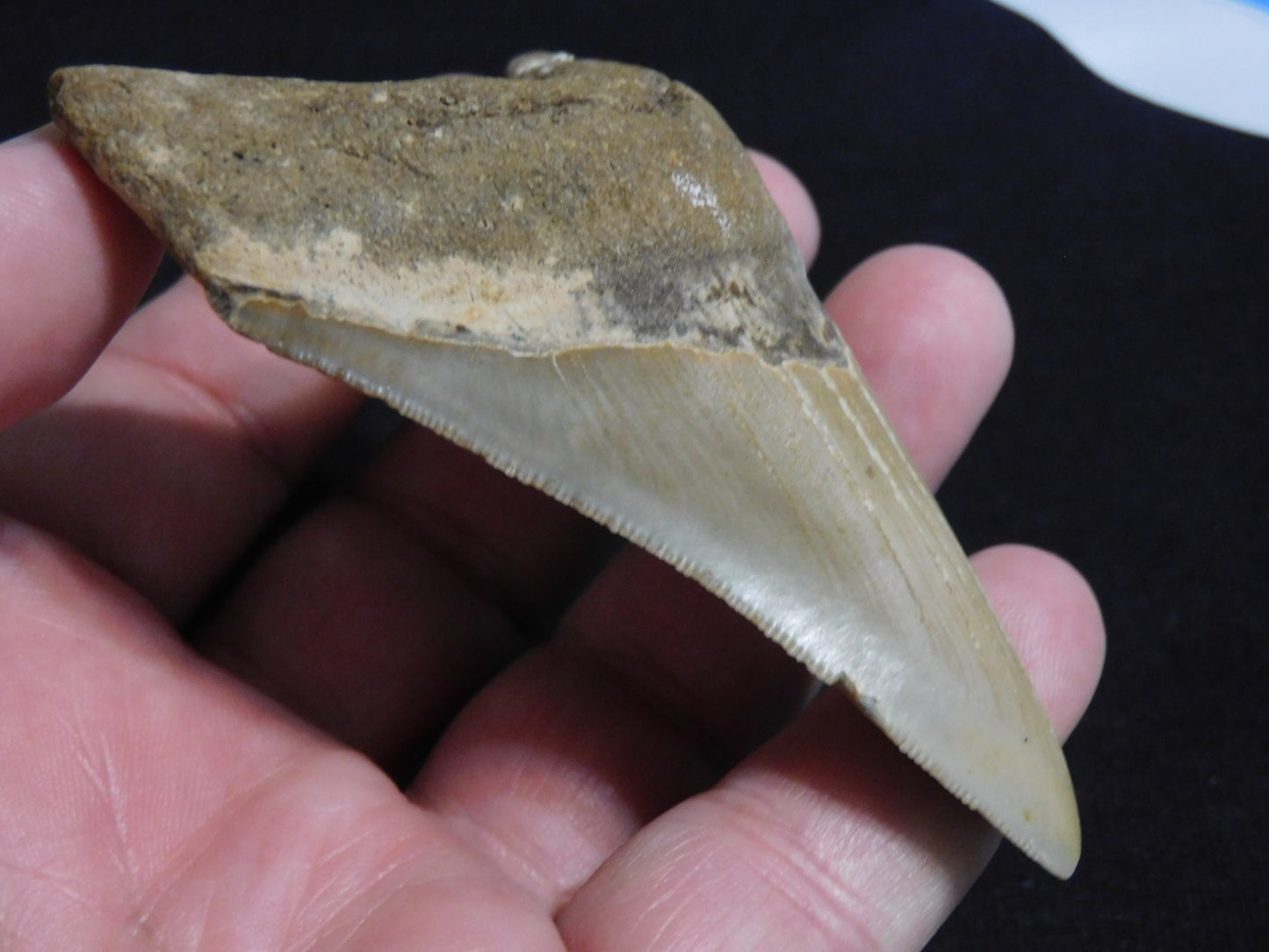 3.8  inch Megalodon Tooth