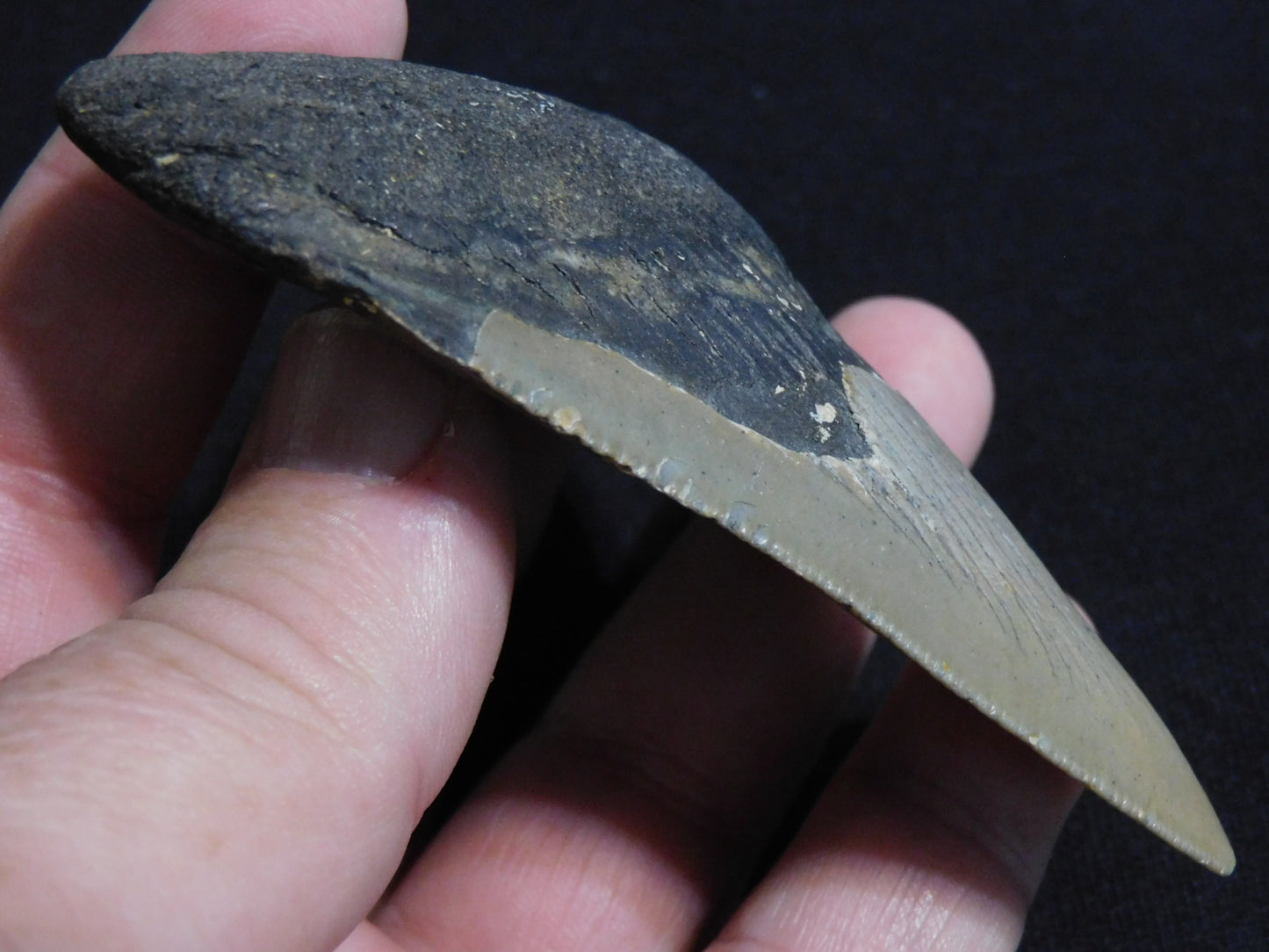 3.9 inch Megalodon Tooth