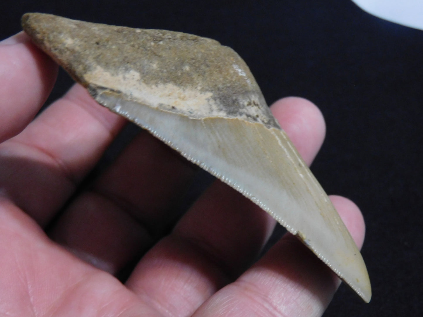 3.8  inch Megalodon Tooth