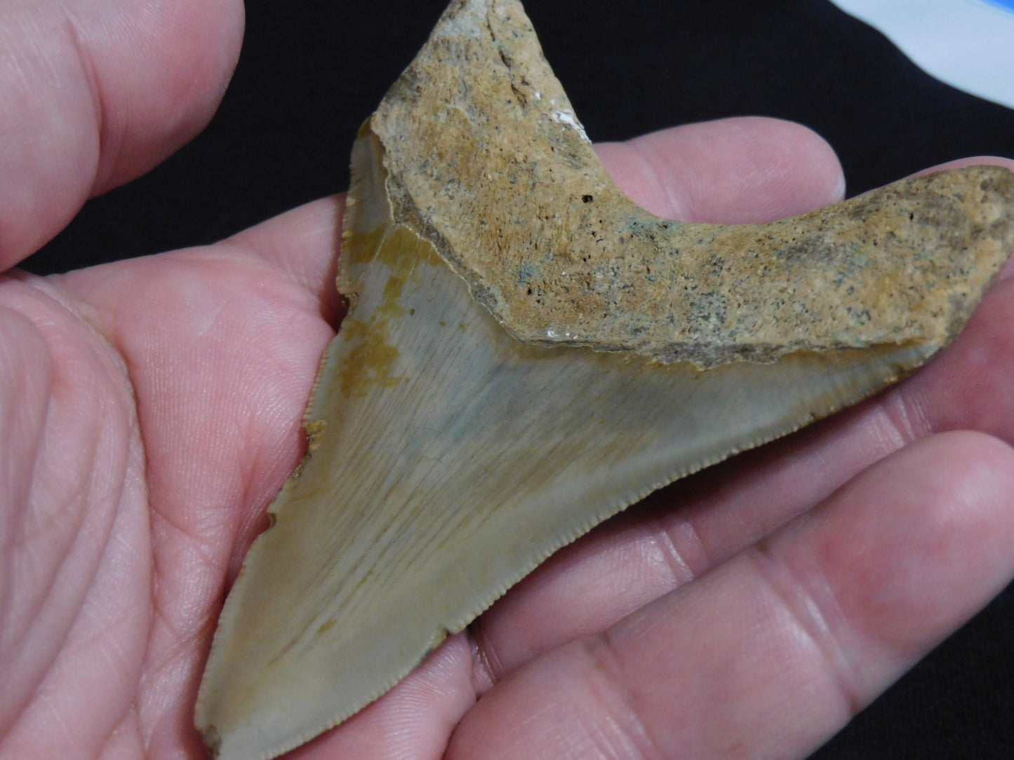 3.8  inch Megalodon Tooth