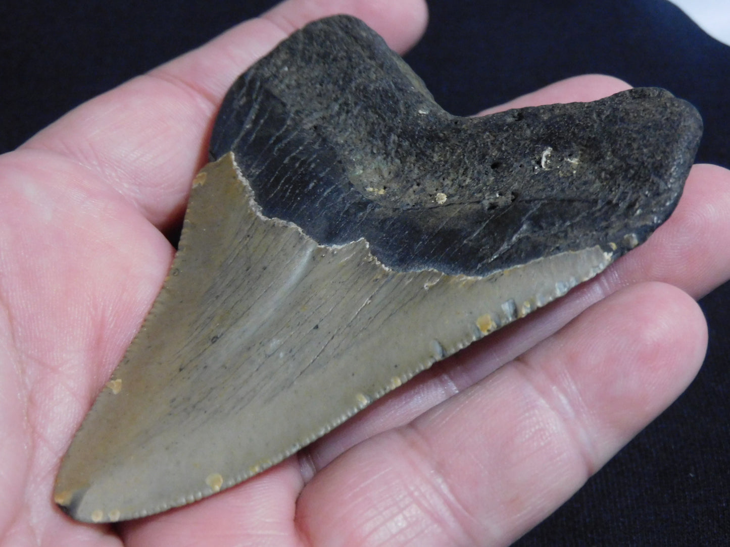 3.9 inch Megalodon Tooth